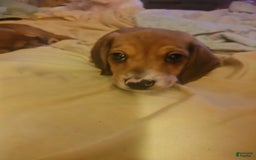 Beagle dogs for sale: Sage - Image 6