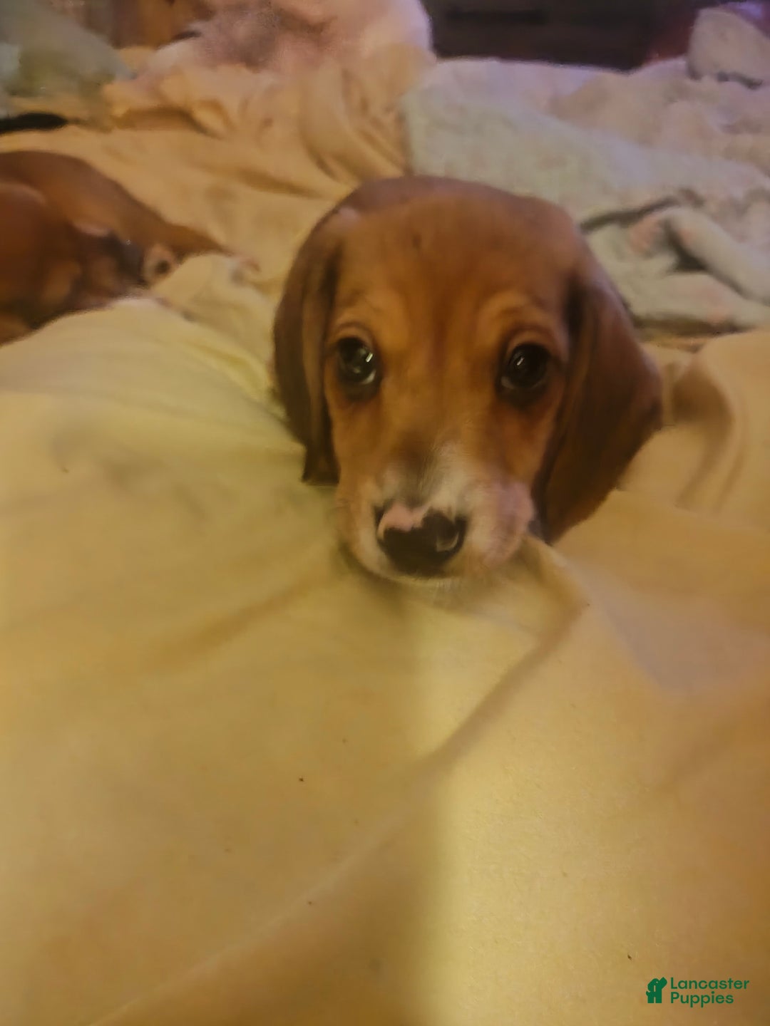 Beagle dogs for sale: Sage - Image 6