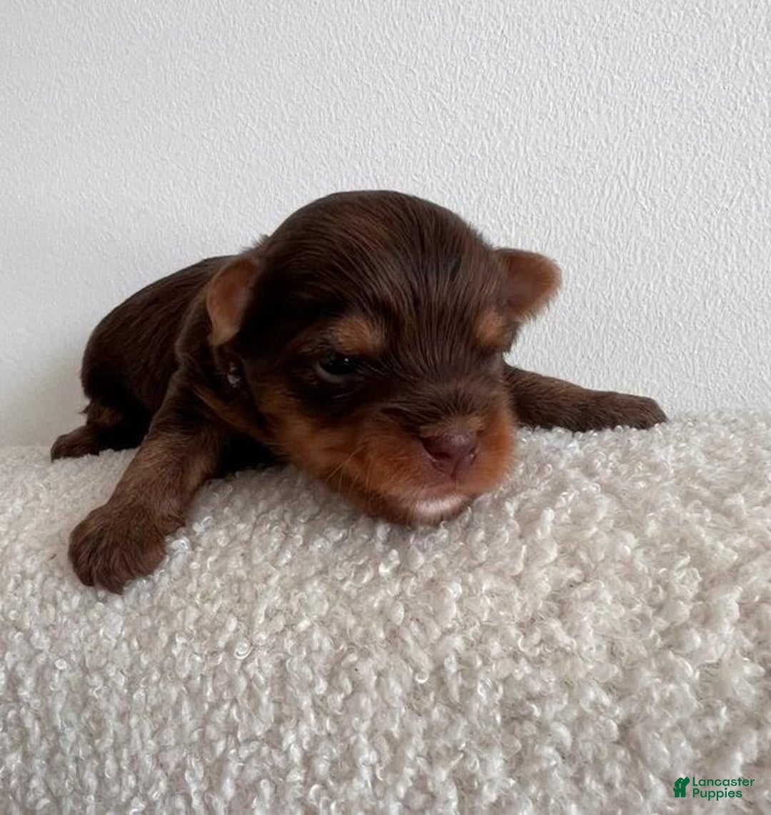 Yorkshire Terrier dogs for sale: Nala - Image 6