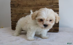 Teddy Bear dogs for sale: Katy - Image 2