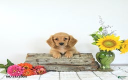 Miniature Dachshund dogs for sale: Merv - Image 5