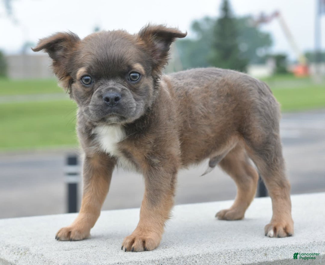 Frenchton dogs for sale: Milo Fluffy - Image 13