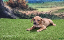 Catahoula Leopard Dog dogs for sale: Houdini 2025 Female 1 - Image 5