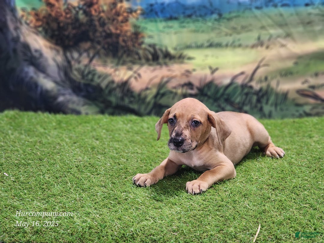 Catahoula Leopard Dog dogs for sale: Houdini 2025 Female 1 - Image 5