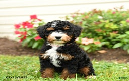 Mini Bernedoodle dogs for sale: Lacey - Image 4
