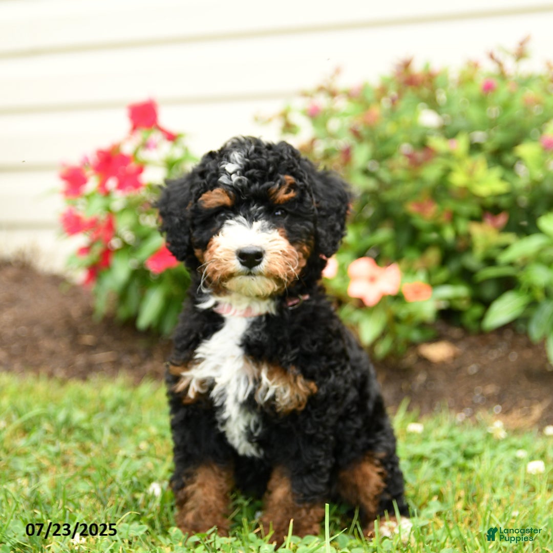 Mini Bernedoodle dogs for sale: Lacey - Image 4