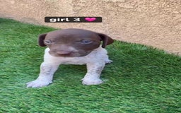 German Shorthaired Pointer dogs for sale: Girl 3 - Image 1