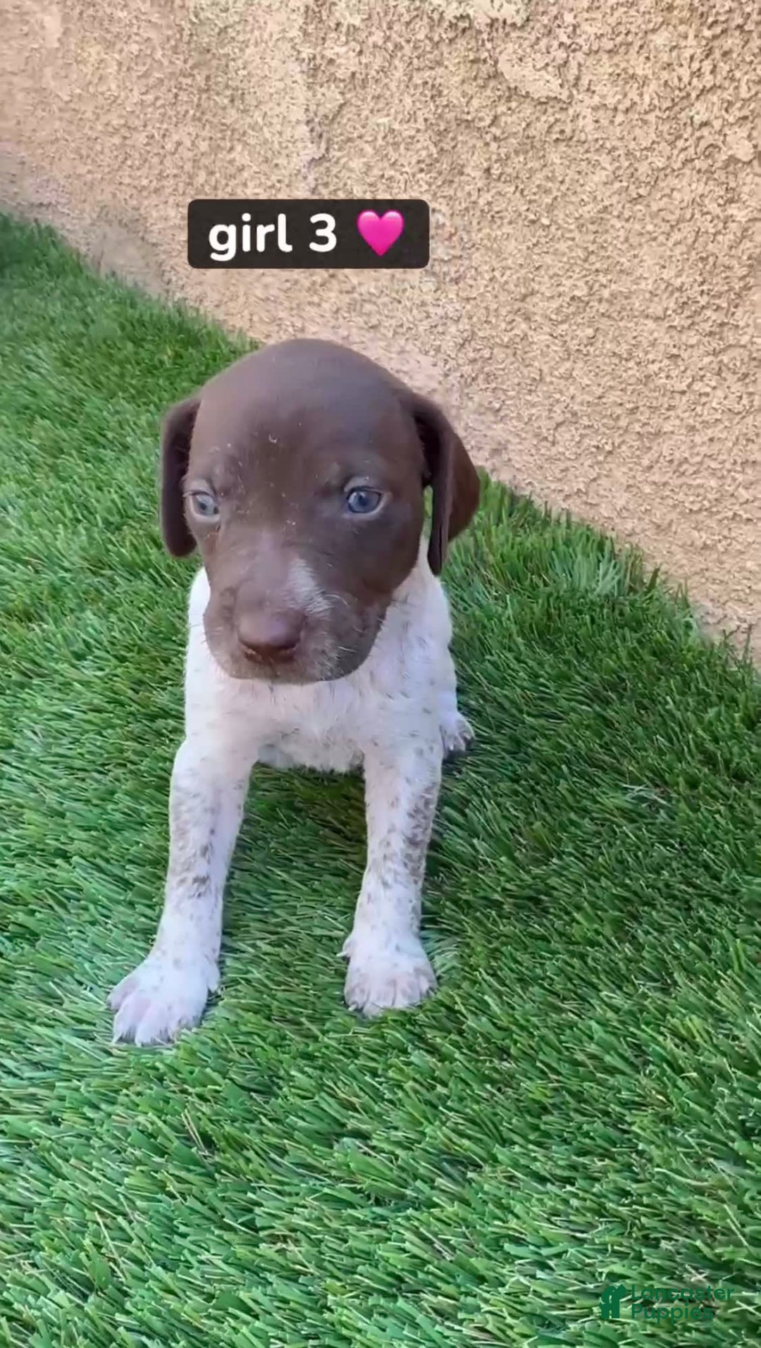 German Shorthaired Pointer dogs for sale: Girl 3 - Image 1