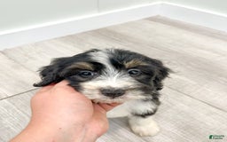 Mini Bernedoodle dogs for sale: Annie - Image 7