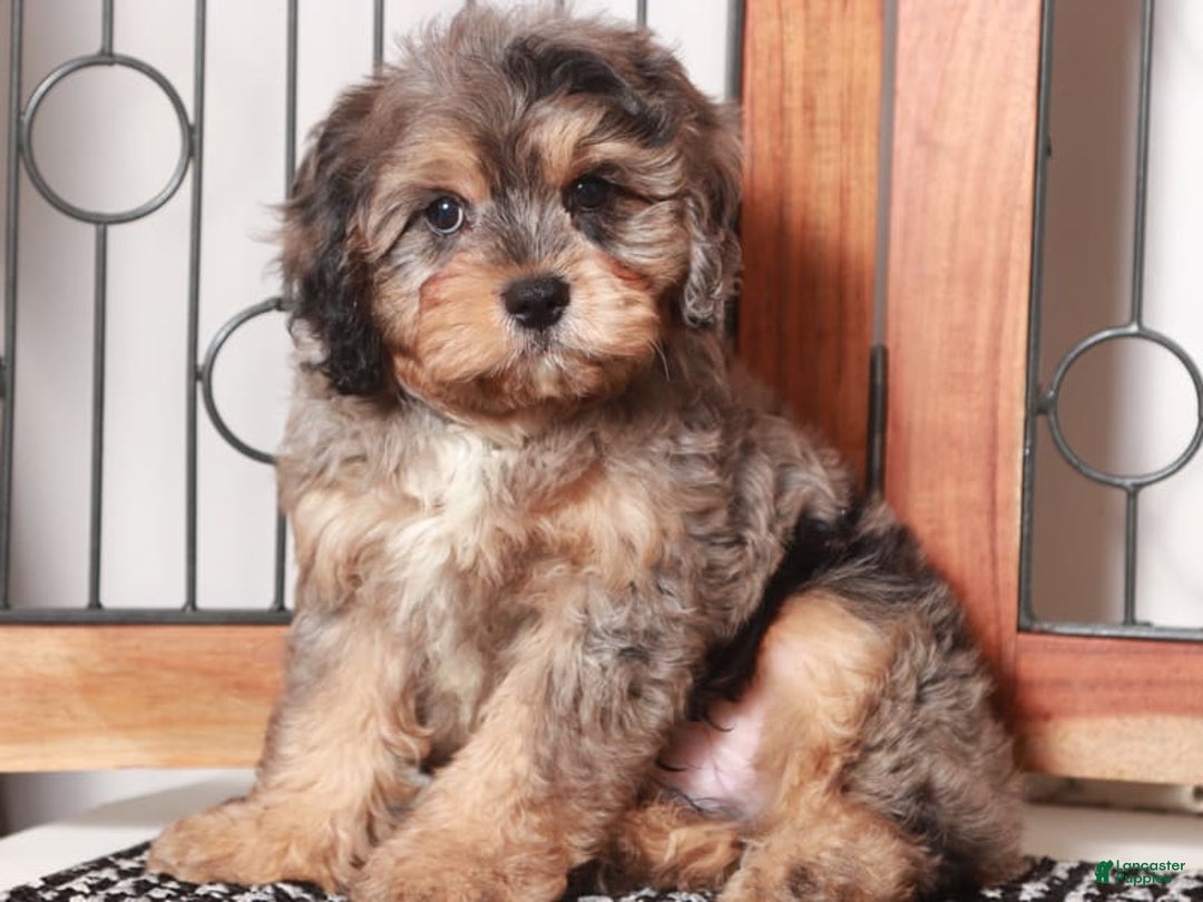 Cavapoo dogs for sale: James - Image 1