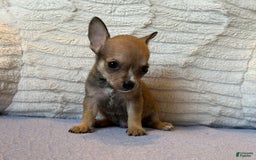 Chihuahua dogs for sale: Sergeant - Image 2