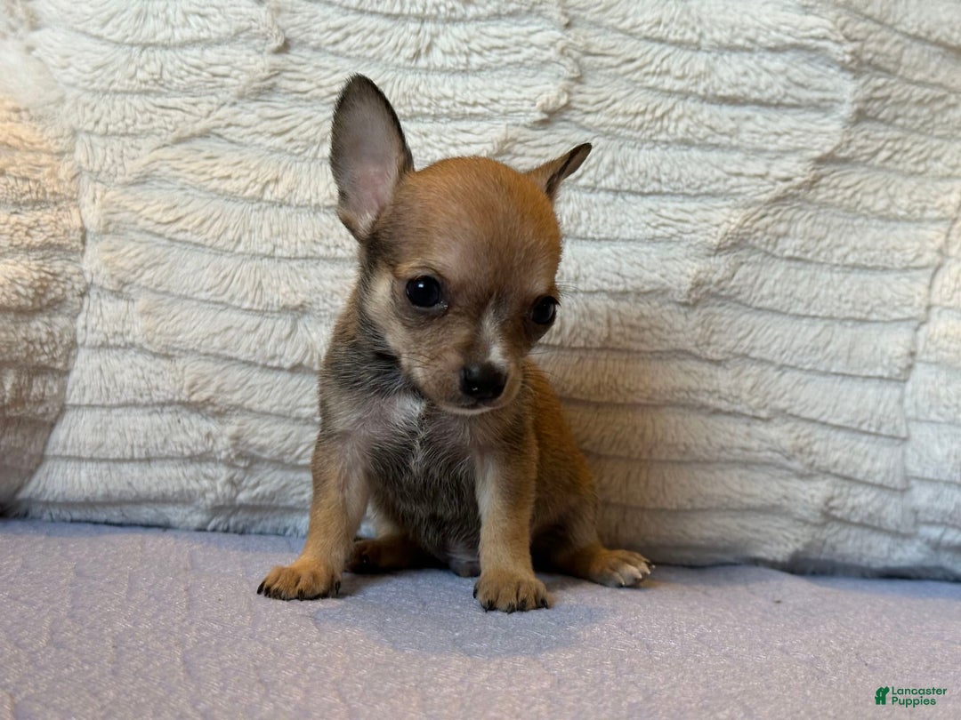 Chihuahua dogs for sale: Sergeant - Image 2