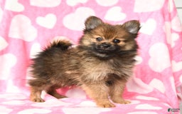 Pomeranian dogs for sale: Curtis - Image 3