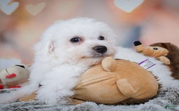 Bichon Frise dogs for sale: Tanner - Image 9