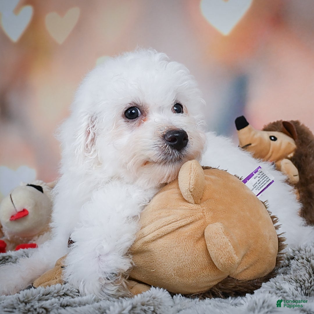 Bichon Frise dogs for sale: Tanner - Image 9