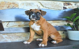 Boxer dogs for sale: Faye - Image 6