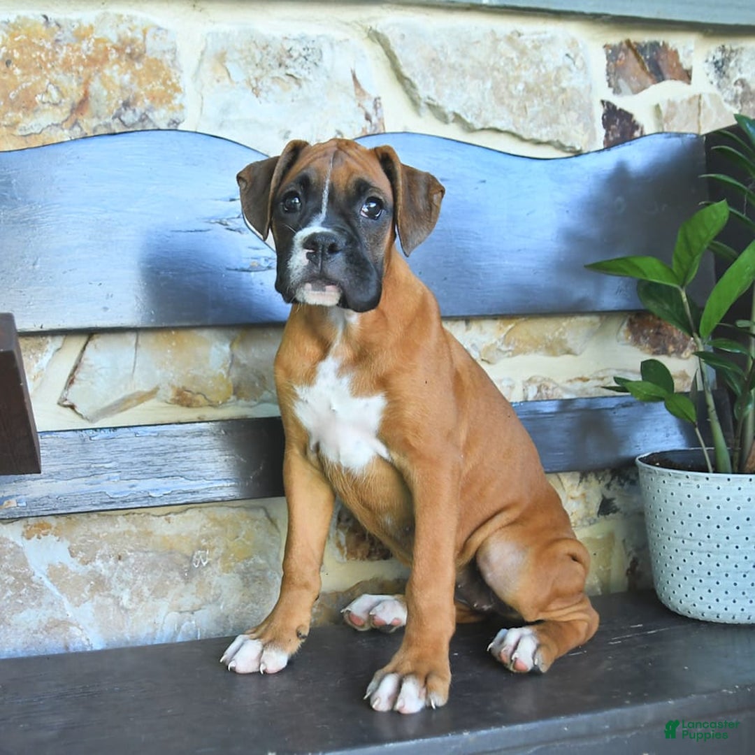Boxer dogs for sale: Faye - Image 6