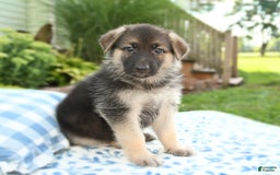 German Shepherd dogs for sale: Laurel - Image 1