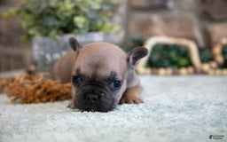 French Bulldog dogs for sale: Alex - Image 2
