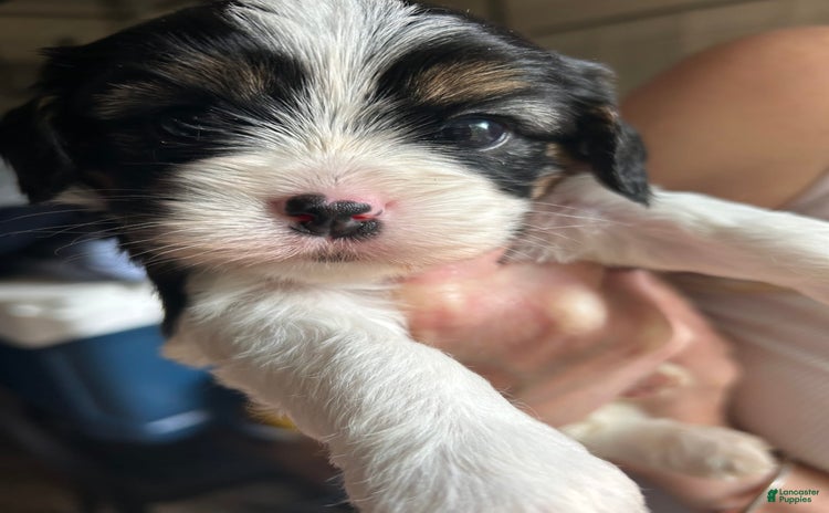 Cavapoo dogs for sale - Ad 4
