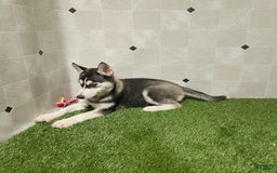 Siberian Husky dogs for sale: Laurie - Image 11