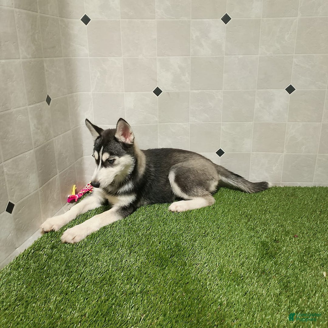 Siberian Husky dogs for sale: Laurie - Image 11