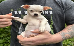 Chihuahua dogs for sale: Bianca - Image 9