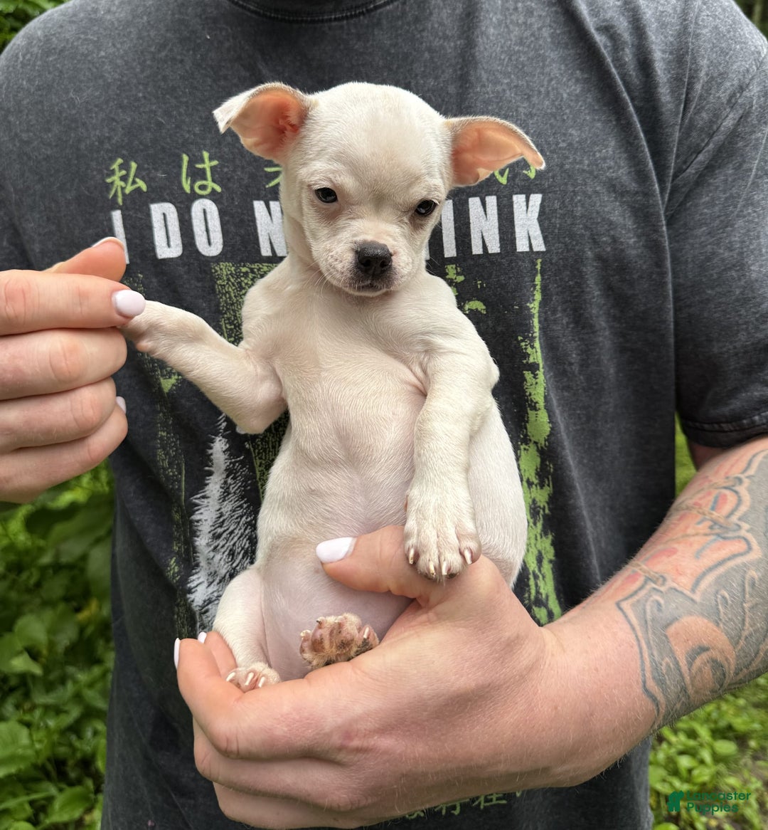 Chihuahua dogs for sale: Bianca - Image 9