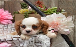Cavalier King Charles Spaniel dogs for sale: Diamond - Image 6