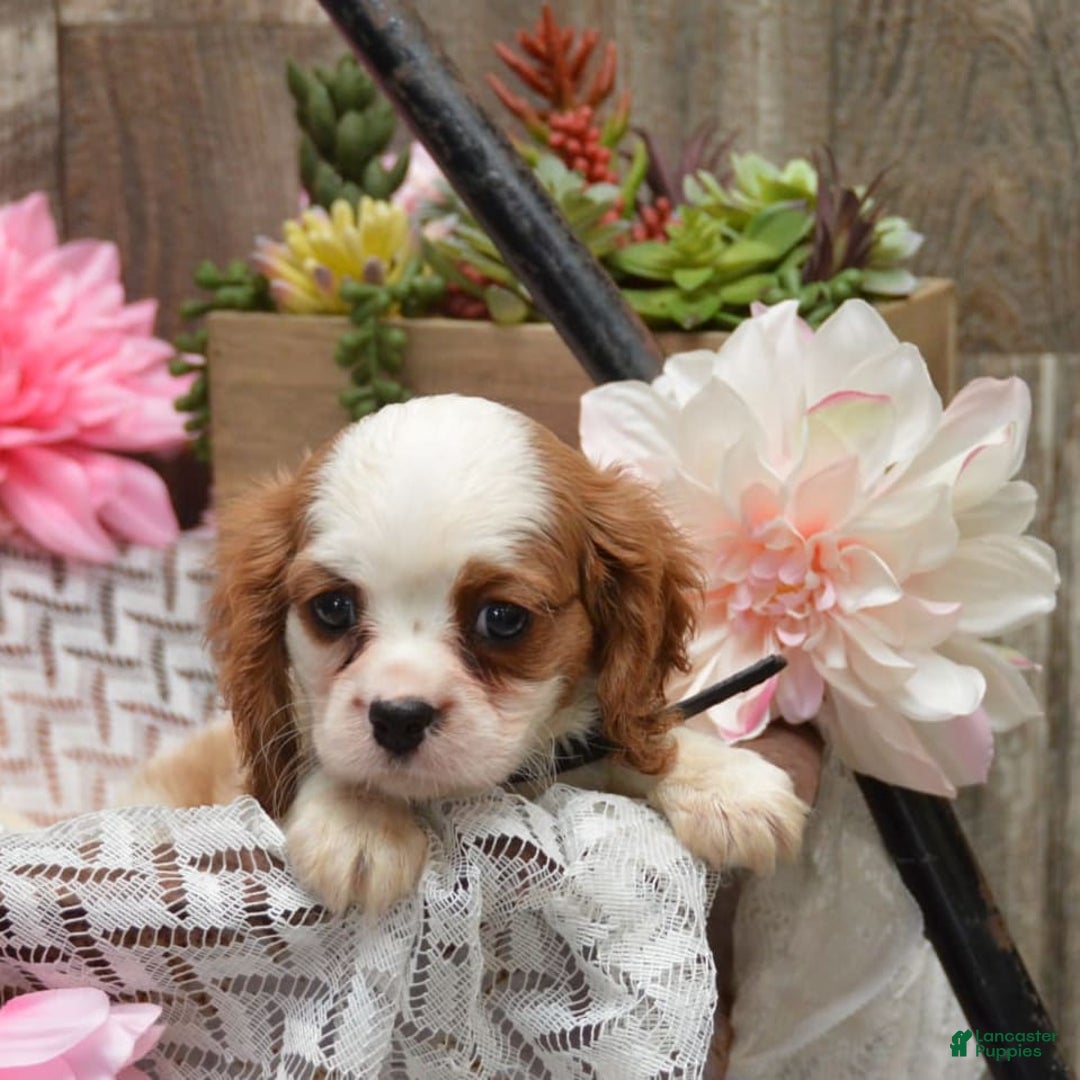 Cavalier King Charles Spaniel dogs for sale: Diamond - Image 6
