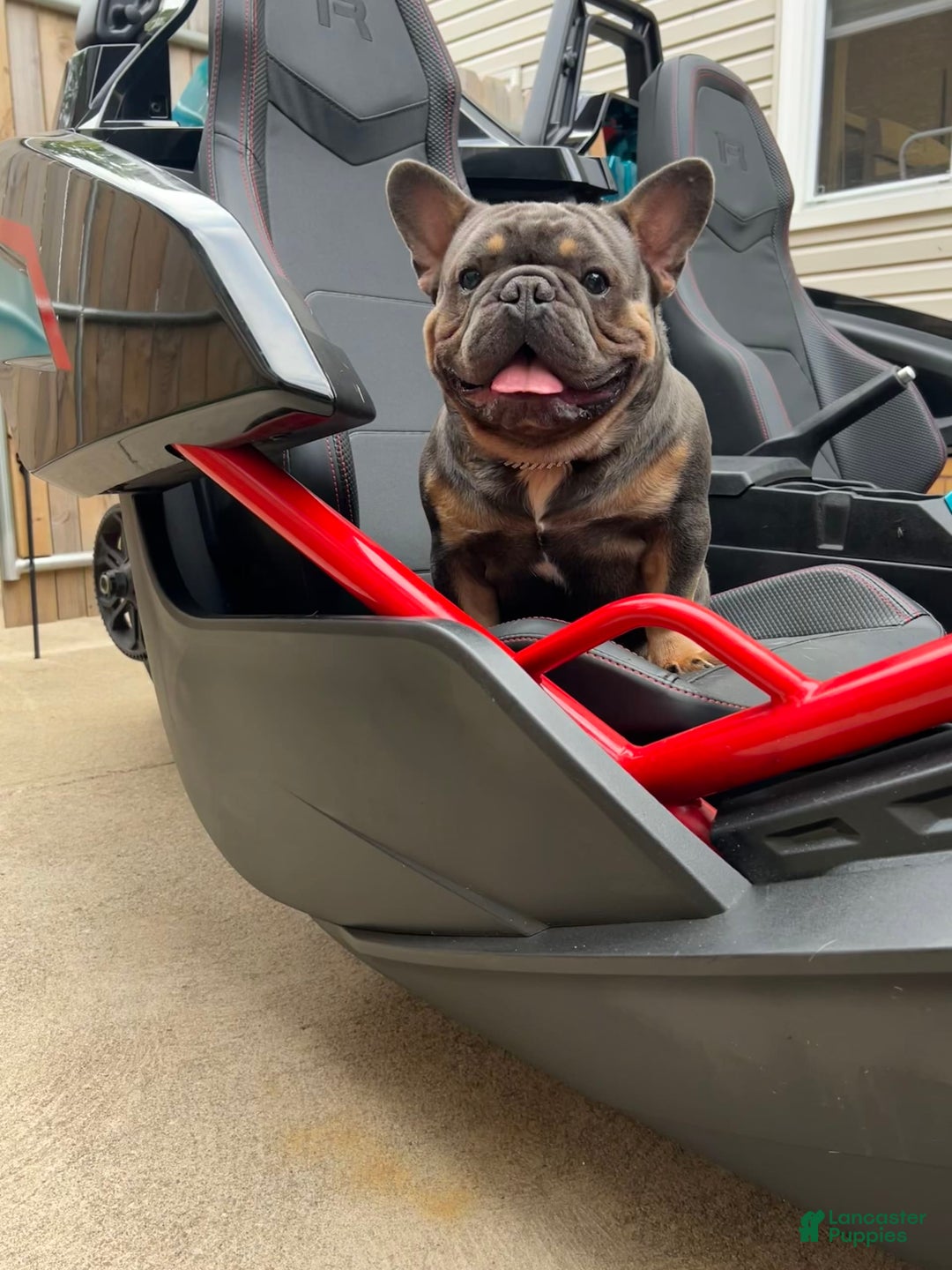 French Bulldog dogs for sale: Lonnie Leonidas - Image 2