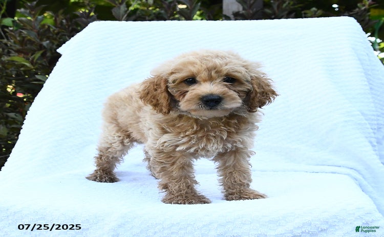 Cockapoo dogs for sale - Ad 1