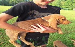 Bloodhound dogs for sale: Light Green - Image 5