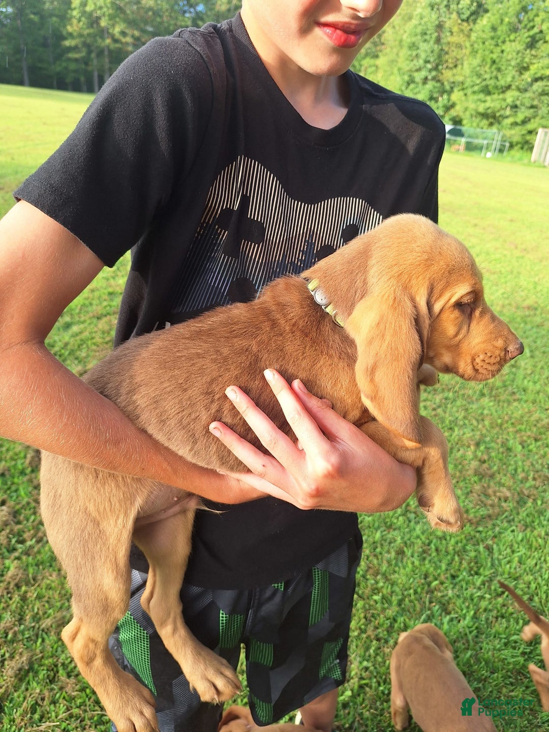 Bloodhound dogs for sale: Light Green - Image 5