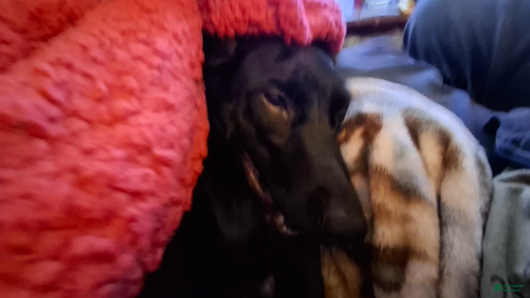 Doberman Pinscher dogs for sale: Hurk - Image 5