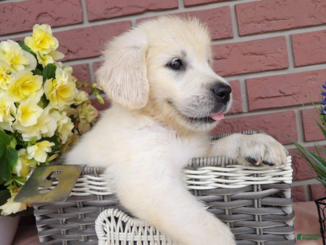 Golden Retriever dogs for sale: Lori - Image 3