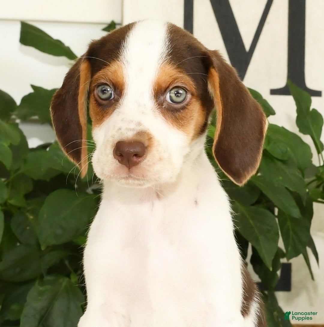 Beagle dogs for sale: Primrose - Image 9