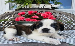 Saint Bernard dogs for sale: Tulip - Image 4