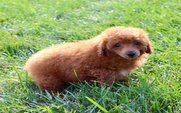 Miniature Poodle dogs for sale: Rolo - Image 7