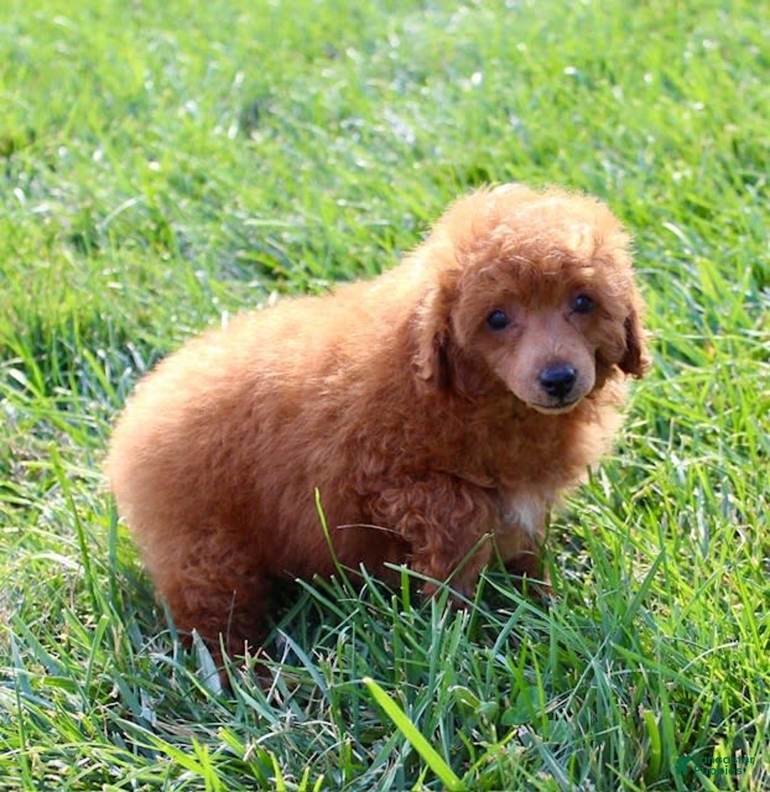 Miniature Poodle dogs for sale: Rolo - Image 7