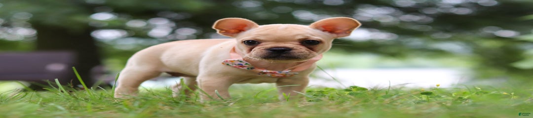 Lottie