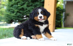 Bernese Mountain Dog dogs for sale: Champ - Image 10