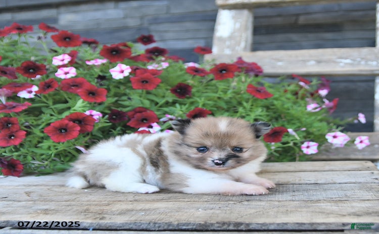Pomeranian dogs for sale - Ad 1