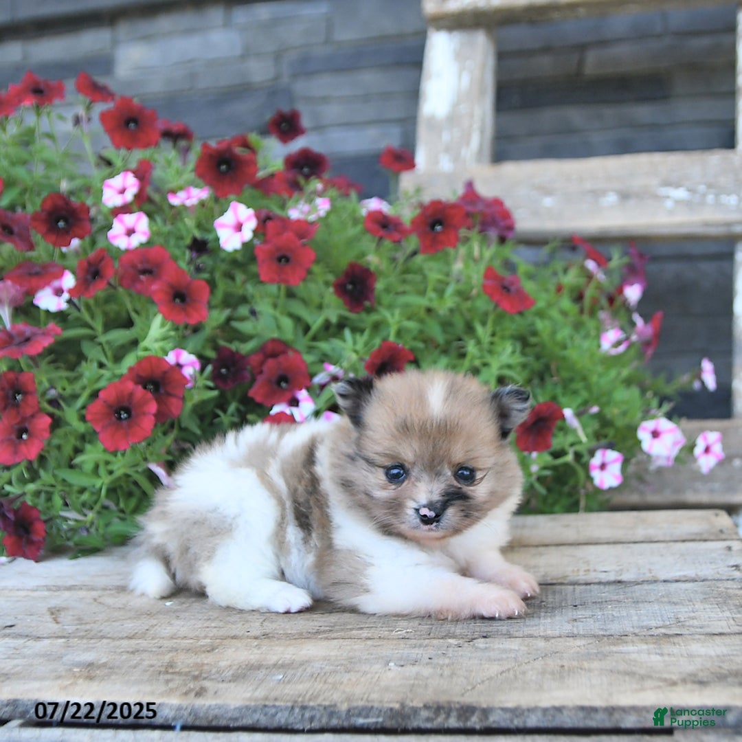 Pomeranian dogs for sale: Donna EXTRA SMALL - Image 1