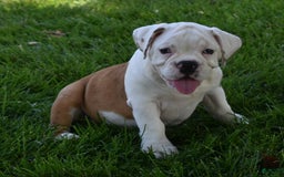 Beabull dogs for sale: Tessa - Image 5