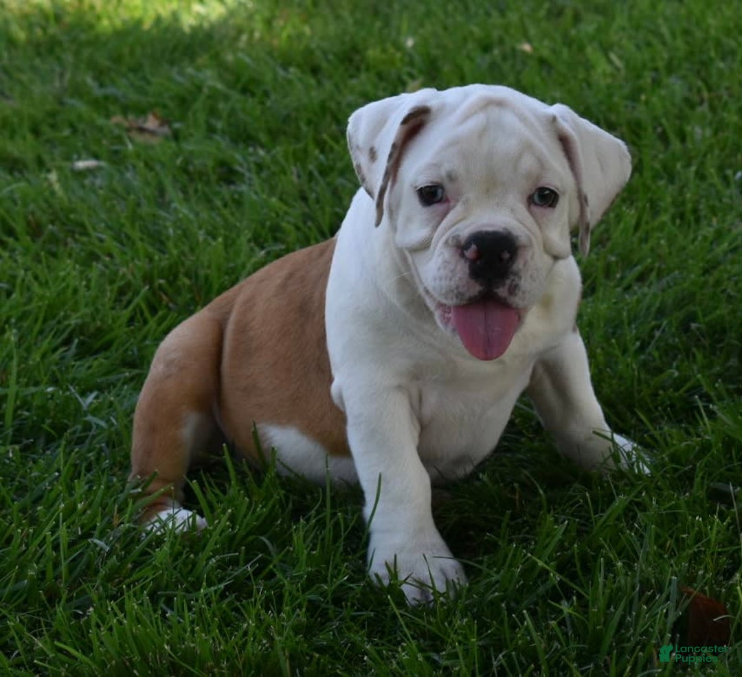Beabull dogs for sale: Tessa - Image 5