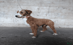 Cavapoo dogs for sale: Ryan - Image 6