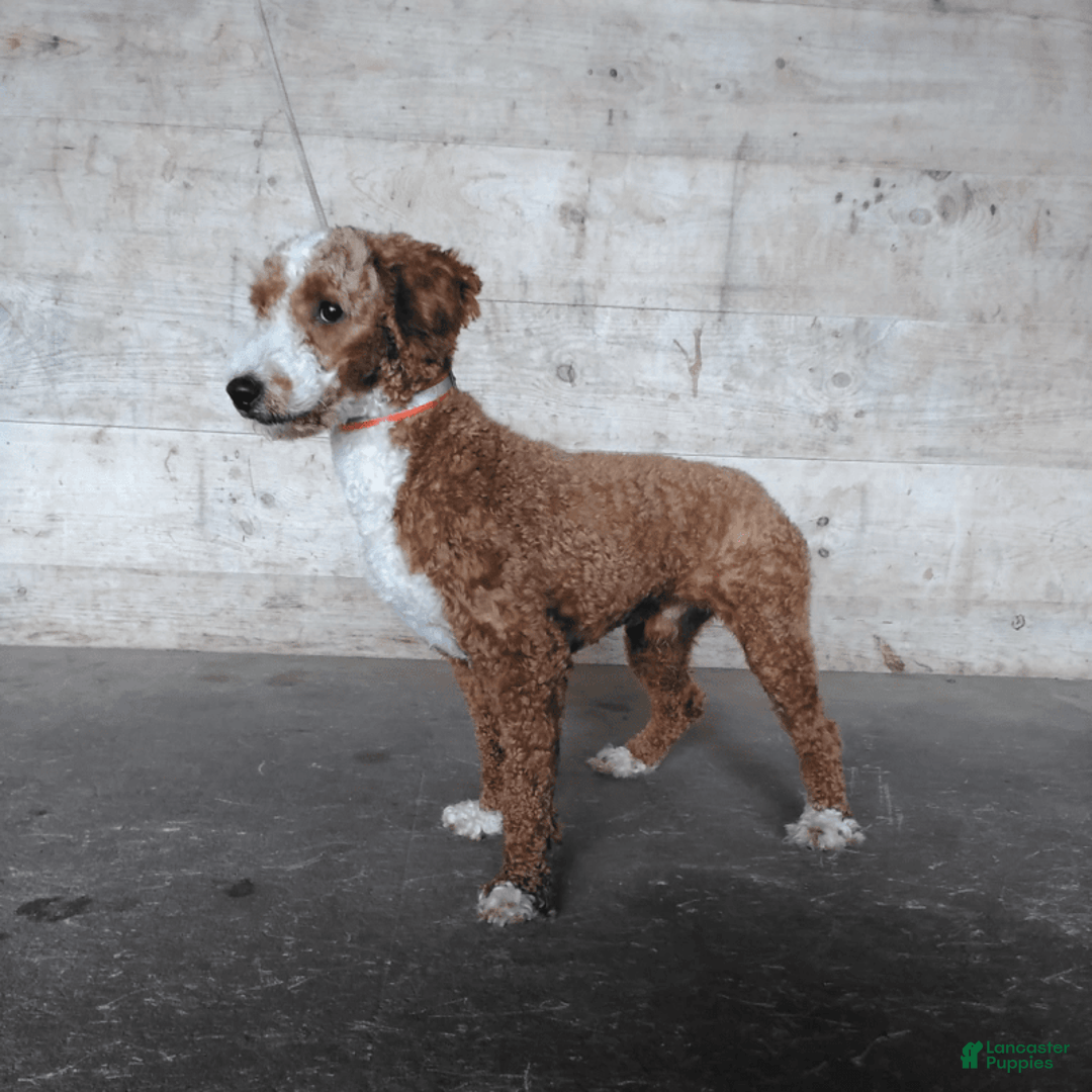 Cavapoo dogs for sale: Ryan - Image 6