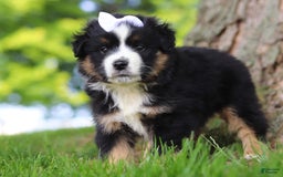 Australian Shepherd dogs for sale: Cove - Image 5