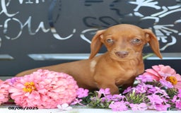 Miniature Dachshund dogs for sale: Luna - Image 1